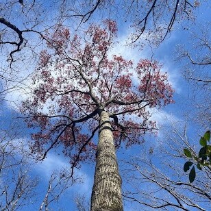 Native Tree ID Walk - logo